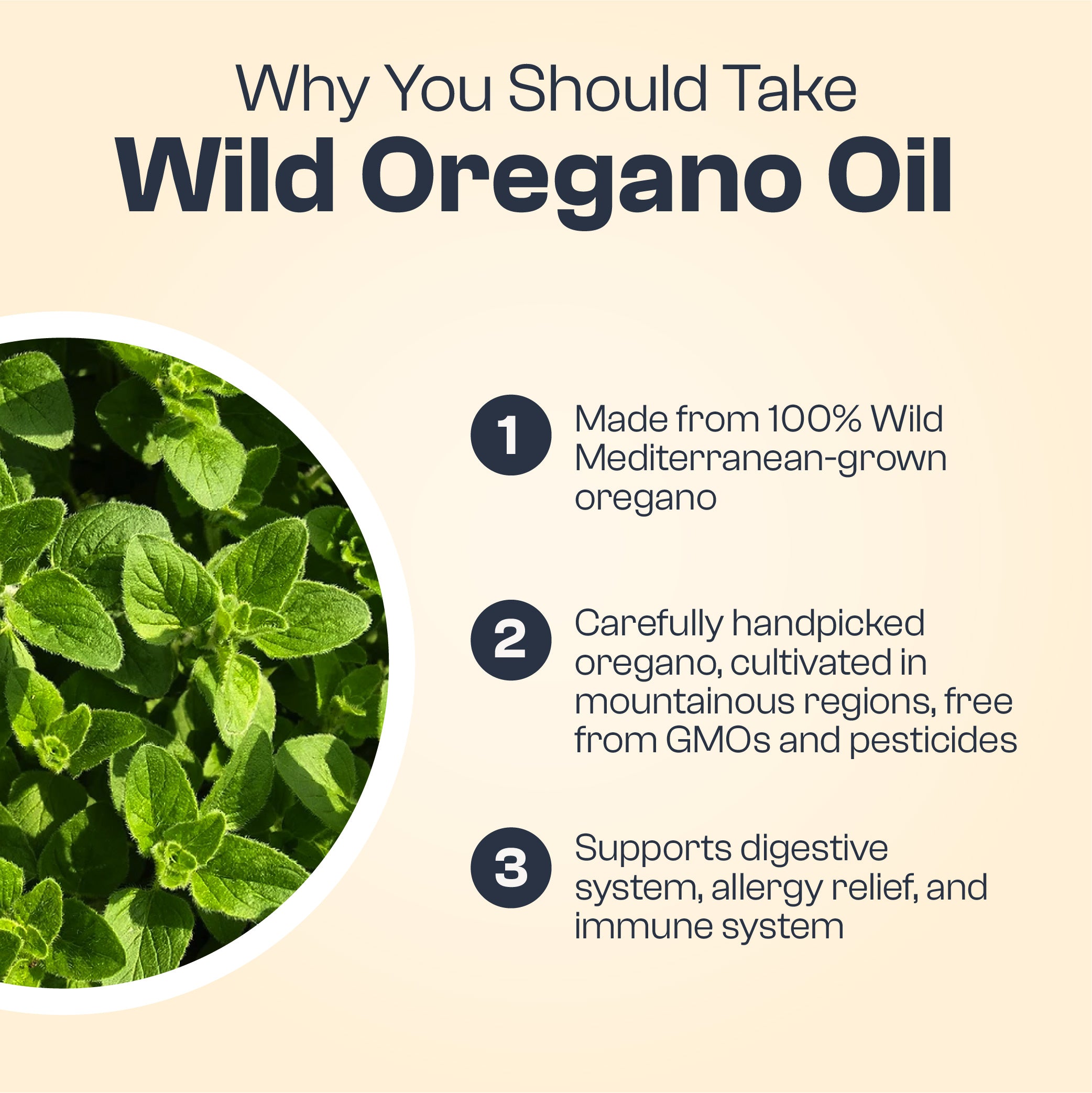 Wild Oregano Oil